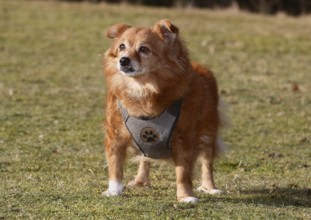 Chihuahua-Spitz crossbreed (Canis lupus familiaris), standing from the front on the meadow, North