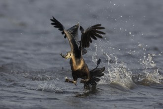 African Darter (Anhinga rufa) with captured fish prey, Chobe, Botswana