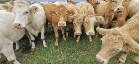 Cows (bos taurus) standing close together in a meadow, Franconian Forest nature park Park