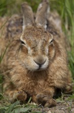 European brown hare (Lepus europaeus) adult animal sleeping in grassland, England, United Kingdom