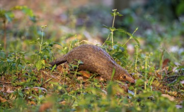 Pangolin between leaves on the ground, White-bellied pangolin (Phataginus tricuspis, Manis