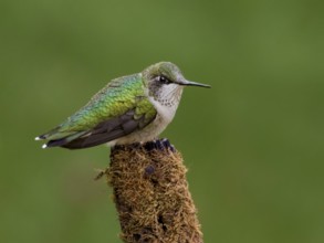 Ruby-throated Hummingbird (Archilochus colubris) female, Saskatchewan, Canada