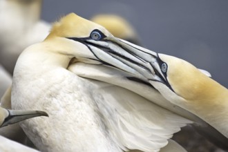 Northern Gannet (Morus bassanus), Scotland, United Kingdom