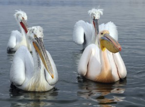 Dalmatian Pelican & Great White Pelican (Pelecanus crispus & Pelecanus onocrotalus), Lake Kerkini,