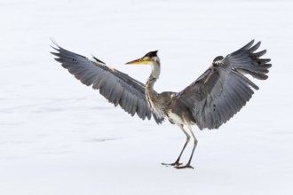 Grey Heron (Ardea cinerea) juvenile flying, Berlin, Germany