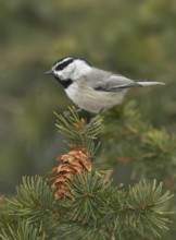 Mountain Chickadee (Poecile gambeli), New Mexico, USA
