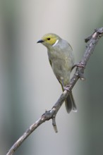 White-plumed Honeyeater (Ptilotula penicillata), Victoria, Australia