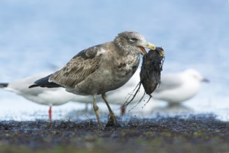 Pacific Gull (Larus pacificus) juvenile eating fish, Victoria, Australia