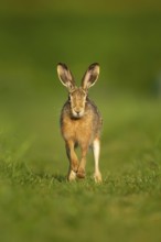 European brown hare (Lepus europaeus) adult animal running in grassland in spring, England, United