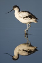 Pied Avocet (Recurvirostra avosetta), Namibia