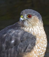 Sharp-shinned Hawk (Accipiter striatus), Saskatchewan, Canada