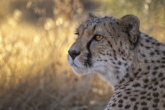 Cheetah (Acinonyx jubatus) captive, female, Castile-La Mancha, Spain