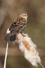 Red-winged Blackbird (Agelaius phoeniceus) female, British Columbia, Canada