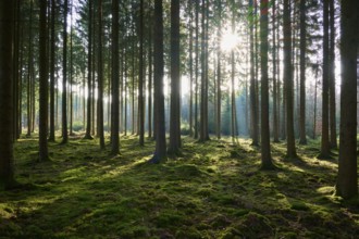Bright forest with sun rays falling through the canopy, moss-covered ground creates a quiet