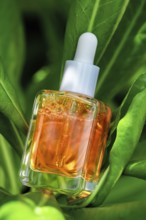 A beautifully presented bottle of Vitamin C serum is surrounded by vibrant green leaves,