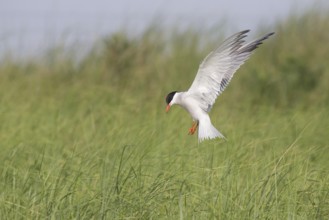 Common Tern (Sterna hirundo) flying, Massachusetts, USA