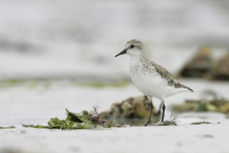 Red-necked Stint (Calidris ruficollis), South Australia, Australia