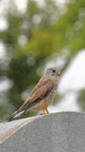 Kestrel (Falco tinnunculus), sitting on a monument, bokeh in the background, Vienna, Austria