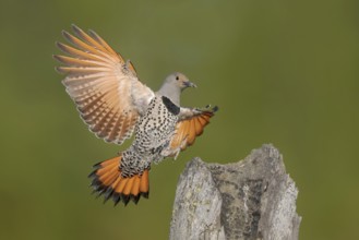 Northern Flicker (Colaptes auratus) female approaching a pole, British Columbia, Canada