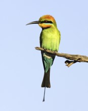 Rainbow Bee-eater (Merops ornatus), Australia