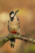 Great Spotted Woodpecker (Dendrocopos major) male, Utrecht, Netherlands