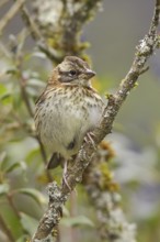 Rufous-collared Sparrow (Zonotrichia capensis), Ecuador