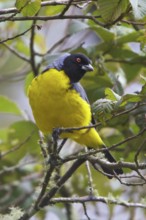 Hooded Mountain-Tanager (Buthraupis montana) perched on a branch in Ecuador, South America