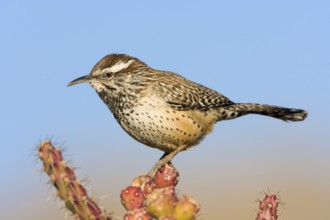 Cactus Wren Campylorhynchus brunneicapillus Sabino Canyon, Tucson, Pima County, Arizona, United