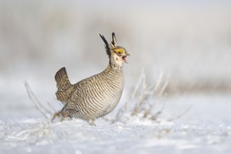 Greater Prairie Chicken (Tympanuchus cupido) male calling, Colorado, USA