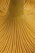 Chanterelle (Cantharellus cibarius), girolle underside showing gill-like ridges, rudimentary