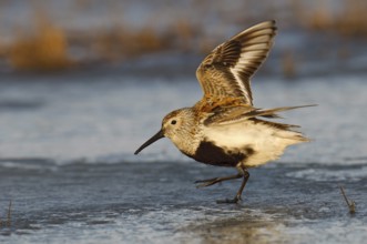 Dunlin (Calidris alpina), Alaska, USA