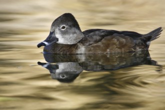 Ring-necked Duck (Aythya collaris) female, Arizona, USA