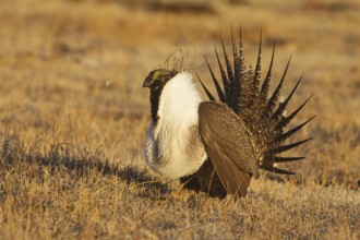 Sage Grouse (Centrocercus urophasianus) male mating, California, USA