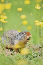 Columbia ground squirrel (Urocitellus columbianus, Spermophilus columbianus) in a flower meadow,