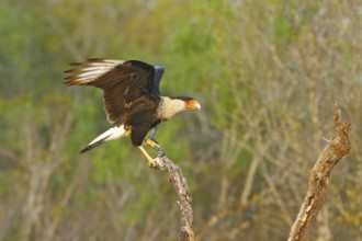 Crested Caracara Caracara cheriway Rio Grande City, Starr County, Texas, United States 31 March