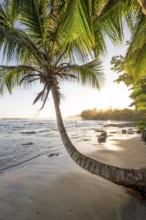 Sea and Caribbean sandy beach with palm trees at sunrise, sun star, Caribbean coast, Playa Negra,