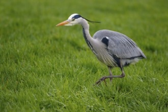 Grey Heron (Ardea cinerea) foraging, Netherlands