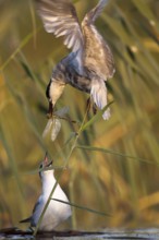 Whiskered Tern (Chlidonias hybrida) juvenile, Andalusia, Spain