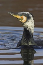 Great Cormorant (Phalacrocorax carbo), Rhineland-Palatinate, Germany