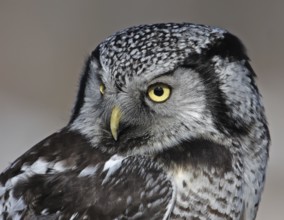 Northern Hawk-Owl (Surnia ulula), Saskatchewan, Canada