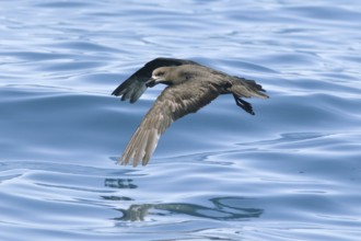 Grey-faced Petrel (Pterodroma gouldi) flying, Victoria, Australia