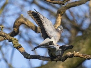 Wood Pigeon (Columba palumbus), two adult birds perched on a branch, about to copulate,