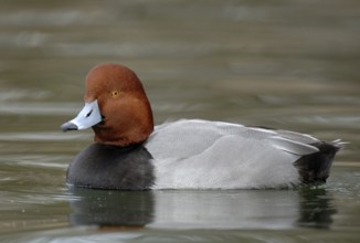 Redhead (Aythya americana) male, Texas, USA