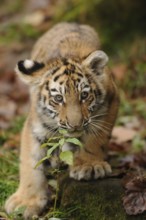 A curious tiger cub sniffs a green branch in the forest, Siberian tiger (Panthera tigris altaica),