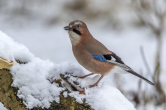 Eurasian Jay (Garrulus glandarius) perched on a stump in snow, Mecklenburg-Western Pomerania,