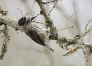 Ecuadorian Piculet (Picumnus sclateri), Manabi, Ecuador