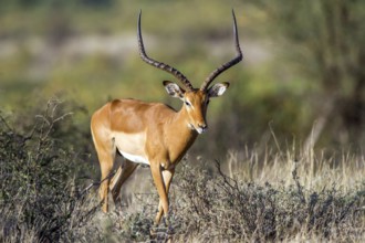 Grantgazelle (Gazella granti), Samburu National Park, Kenya