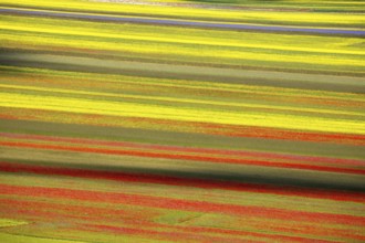 The lentil bloom in Castelluccio di Norcia, nestled in the Sibillini Mountains of the Italian
