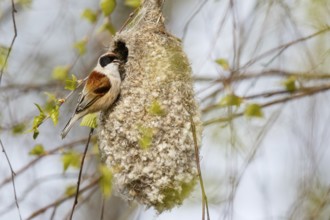 Eurasian Penduline Tit (Remiz pendulinus) male singing at nest, Poland