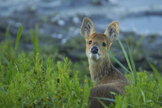 Chinese water deer (Hydropotes inermis) adult animal on the edge of a reedbed in summer, RSPB